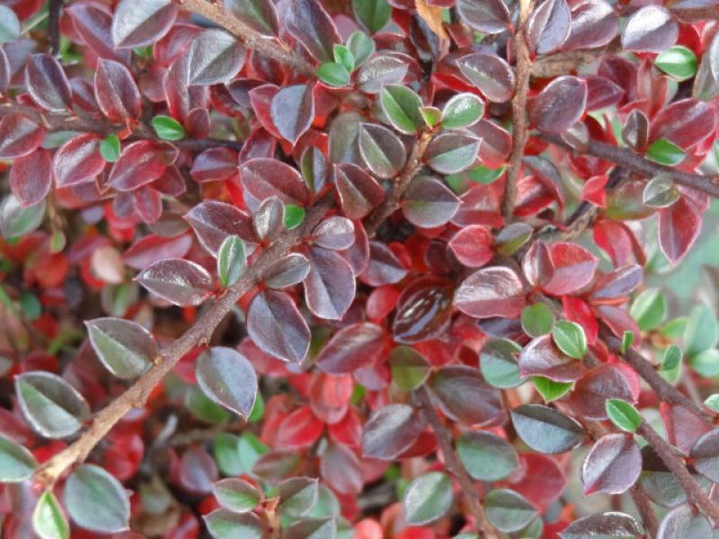 Cotoneaster horizontalis im roten Herbstlaub