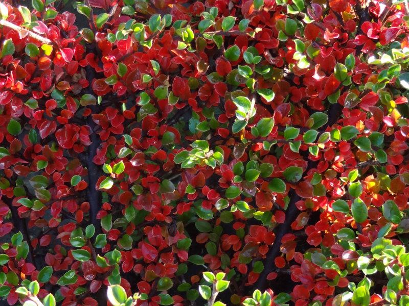 Prächtiges Herbstlaub bei Cotoneaster horizontalis