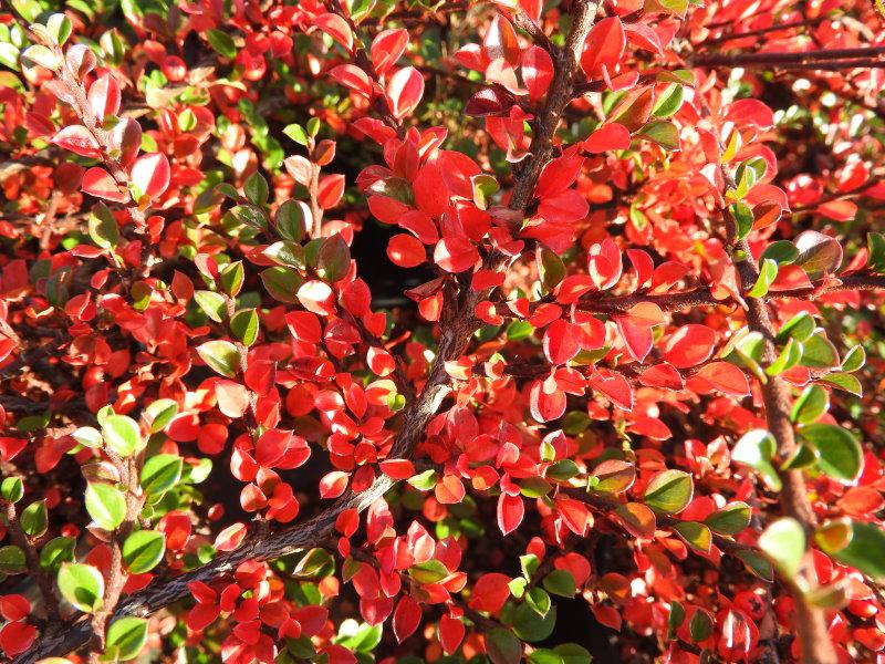 Die Fächermispel mit leuchtend roter Herbstfärbung