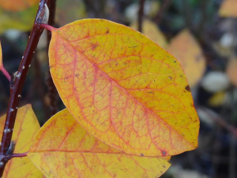 Beginnende Herbstfärbung bei Cotoneaster multiflorus