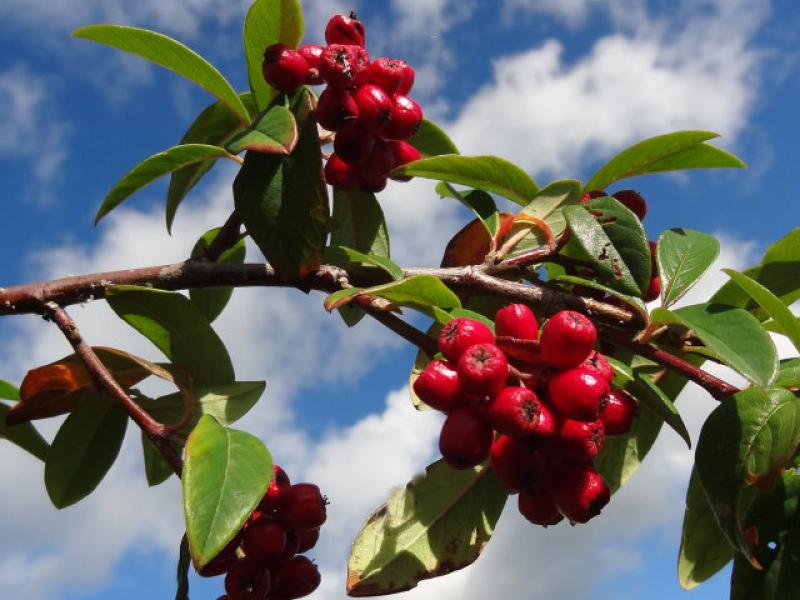 Fruchtschmuck bei Cotoneaster multiflorus