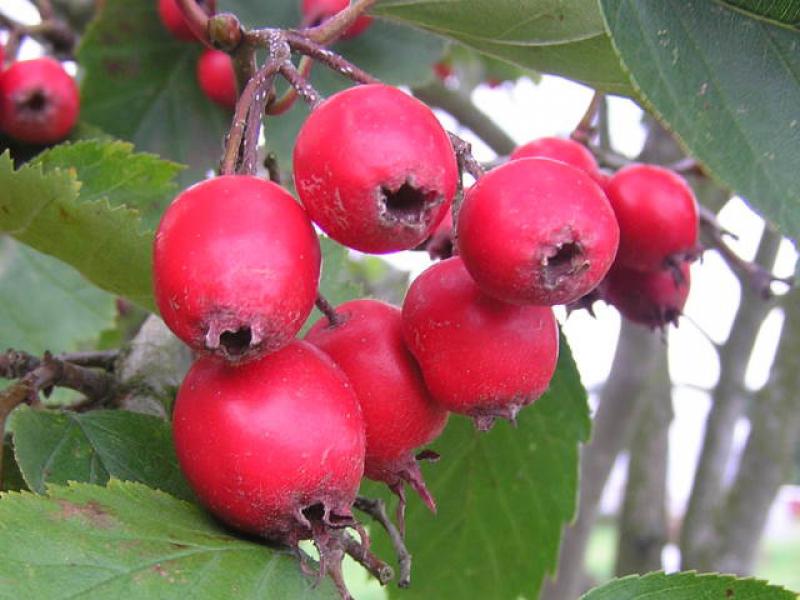 Im September reifen die roten Früchte des Scharlachdornes.