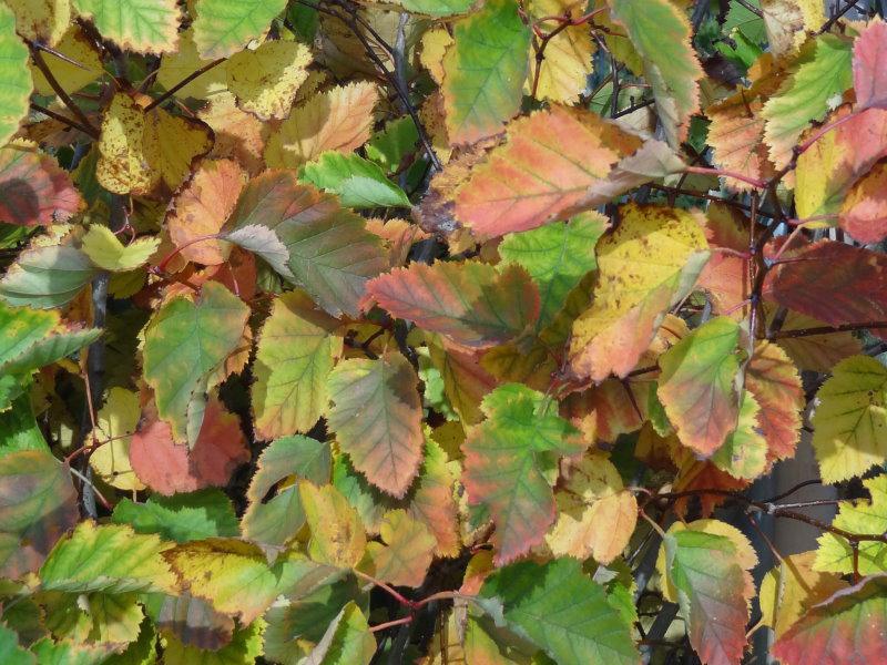 Herbstlaub von Crataegus coccinea