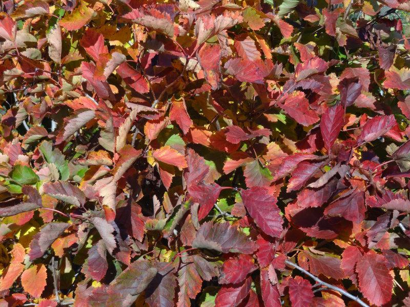 Bunte Herbstfärbung beim Scharlachdorn