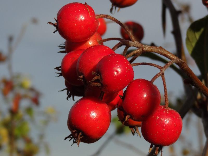 Crataegus lavallei Carrierei im Fruchtschmuck, Aufnahme von Anfang November