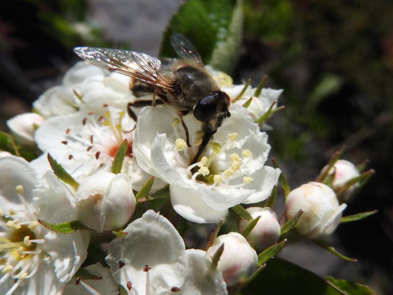 Weiße Blüten des Apfeldorns