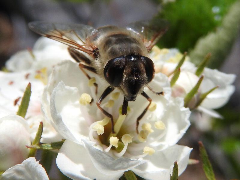 Die weißen Blüten sind bei Bienen sehr beliebt.