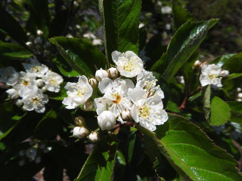 Der Apfeldorn - hübsche weiße Blüten im Frühjahr