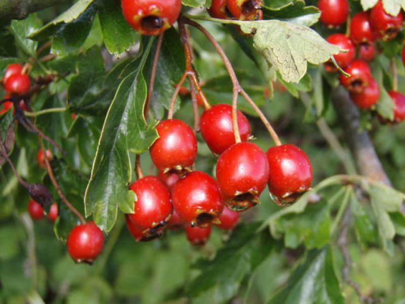 Eingriffeliger Weißdorn - leuchtend rote Beeren