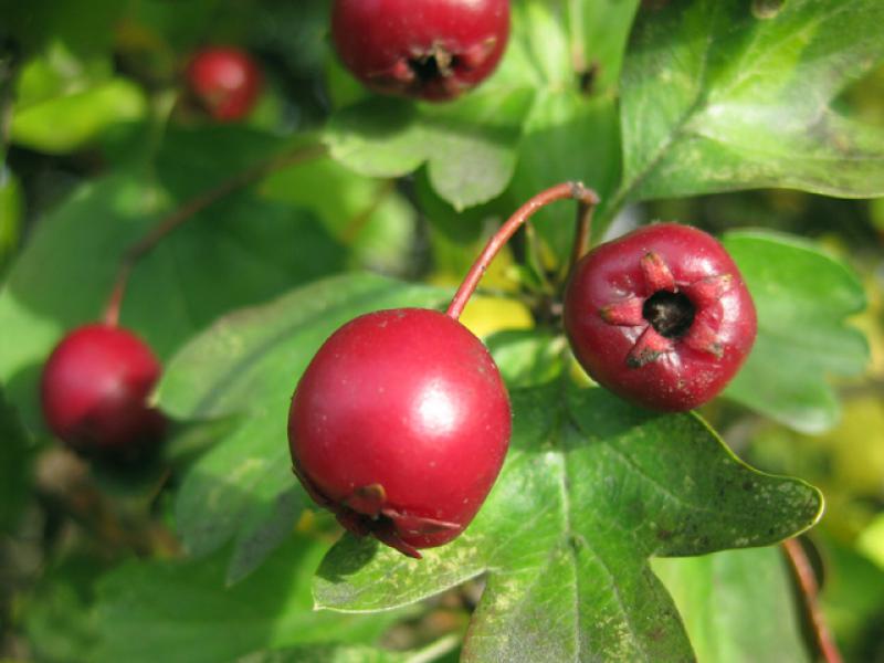 Weißdorn, Crataegus monogyna - Nahaufnahme rote Beeren