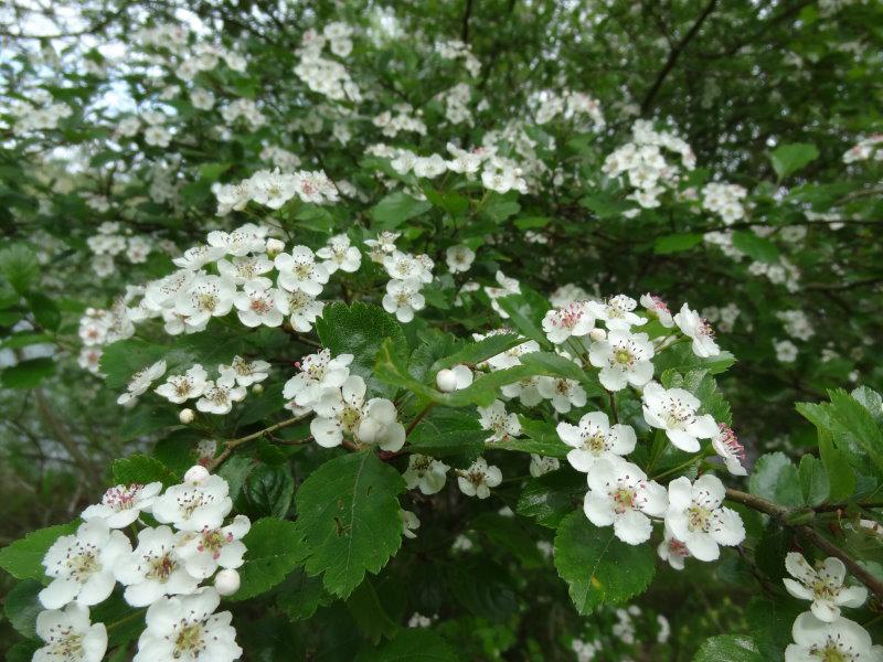 Blütenflor bei Crataegus monogyna