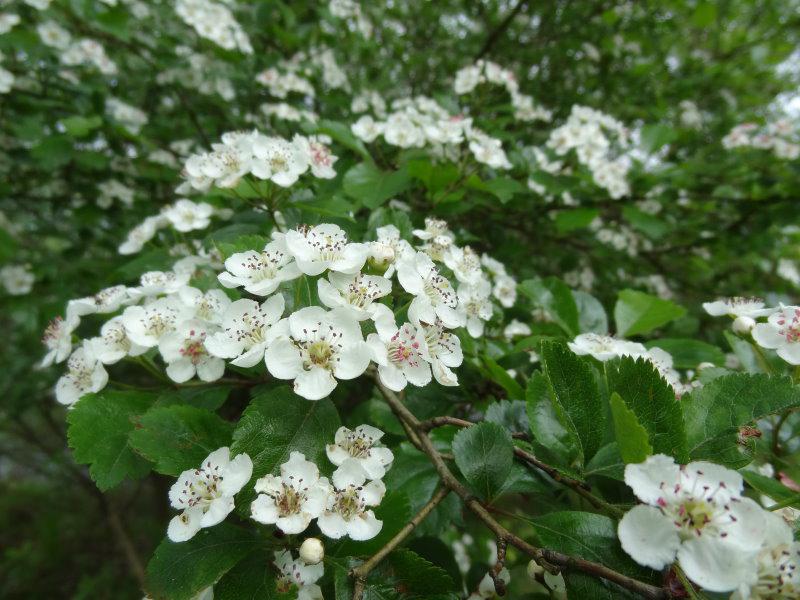 Nahaufnahme der Blüten des Eingriffligen Weißdorn