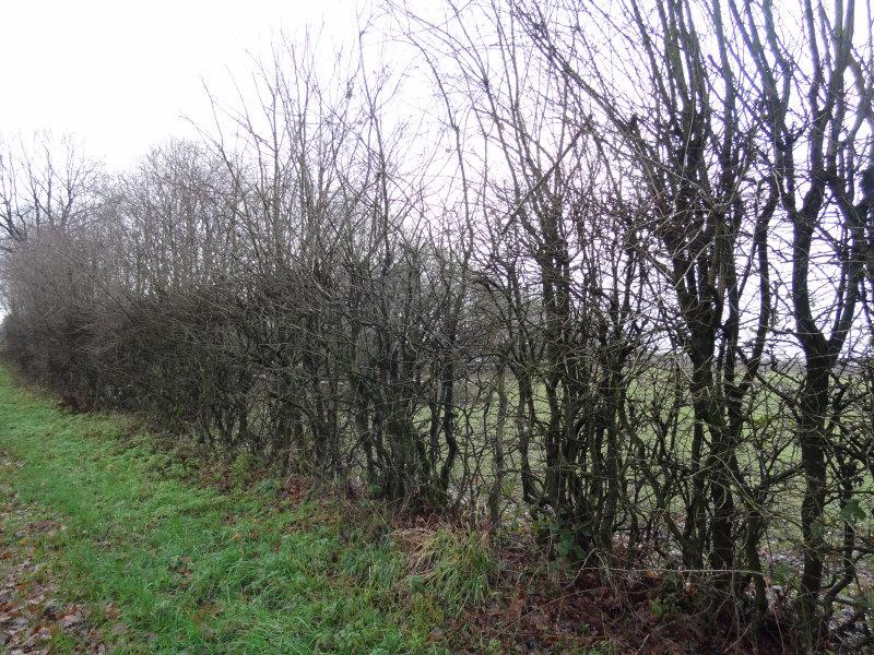 Alte, lockere Weißdornhecke zur Feldbegrenzung (Mitte Dezember)