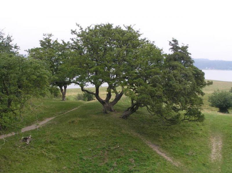 Eingriffeliger Weißdorn als Solitär