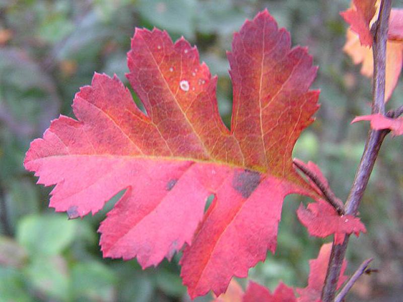 Rotes Herbstlaub bei Crataegus monogyna