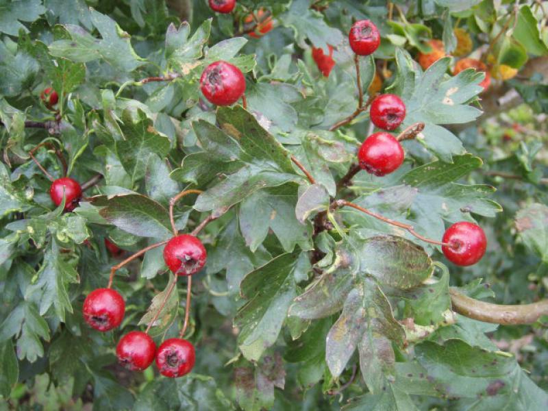 Korkenzieherdorn - rote Beeren