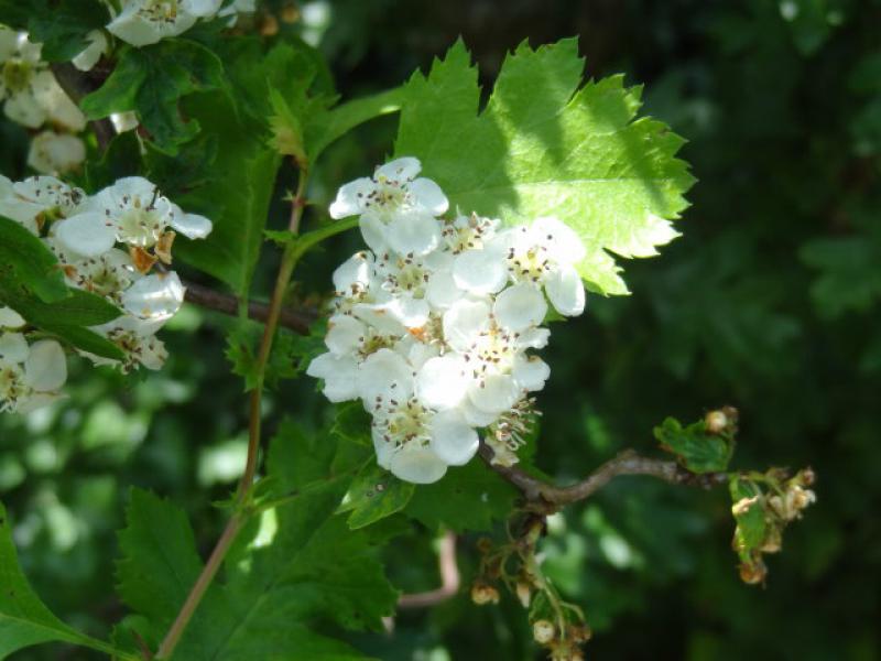 Nahaufnahme der weißen Blüte vom Korkenzieherdorn, Crataegus monogyna Flexuosa