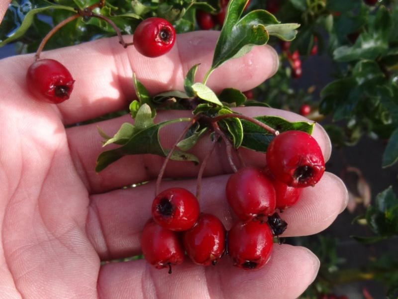 Reiche Fruchtbildung bei Crataegus monogyna Flexuosa