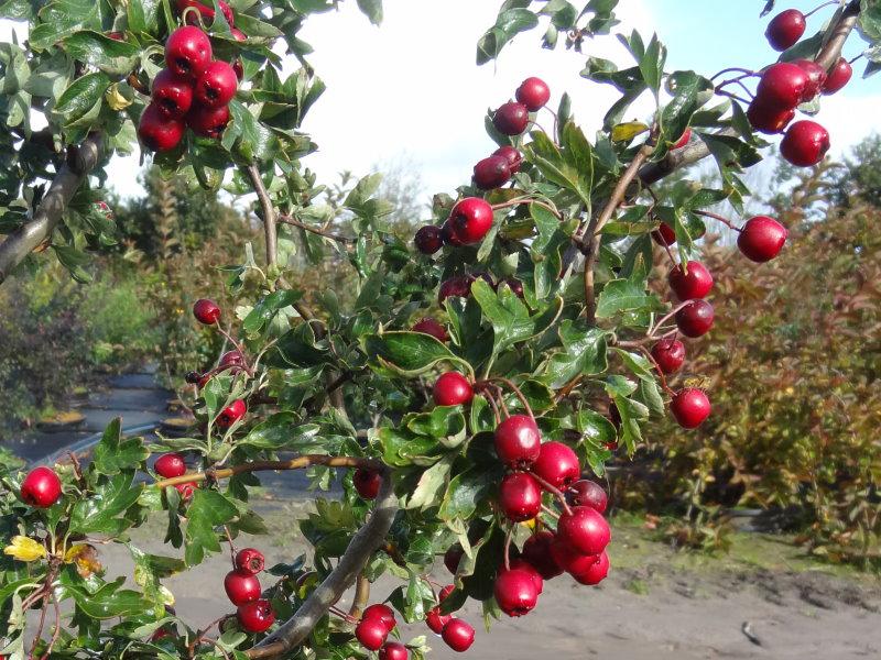 Crataegus monogyna Flexuosa mit Beeren (Aufnahme Mitte Oktober)