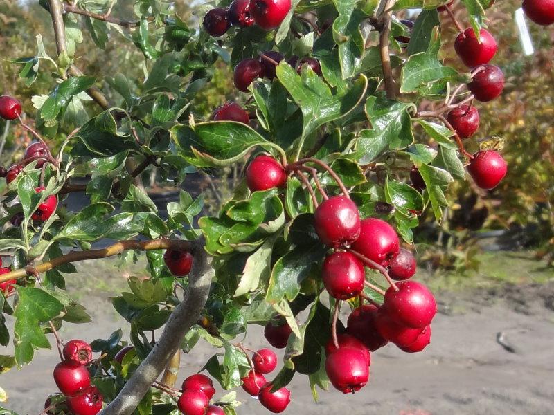 Crataegus monogyna Flexuosa mit Fruchtschmuck