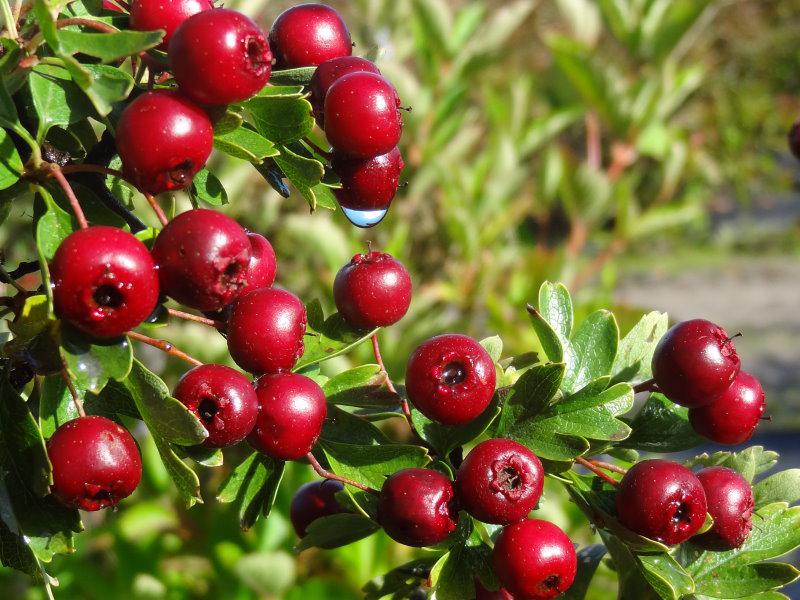 Crataegus monogyna Stricta mit roten Beeren im Oktober