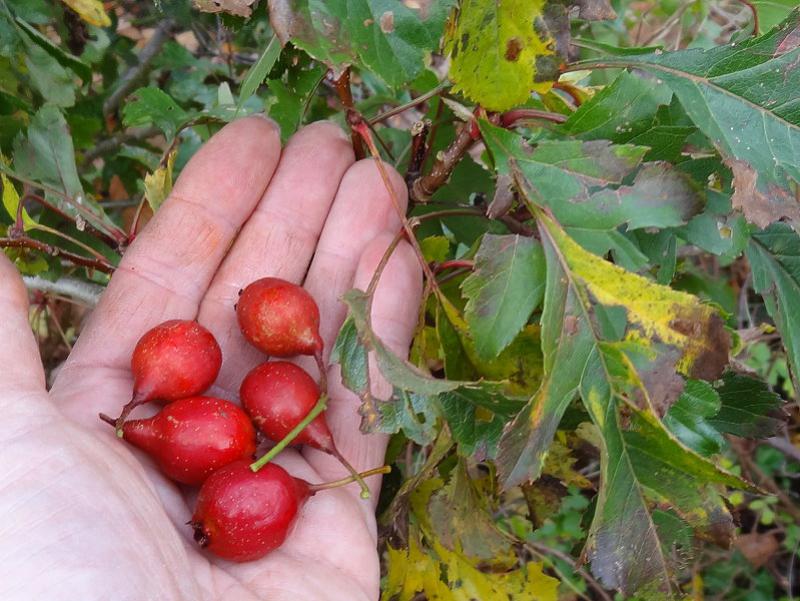 Rote essbare Beeren von Crataegus pinnatifida Major