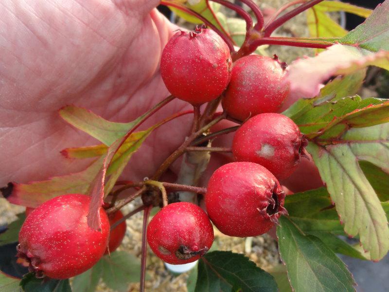 Essbare Früchte vom Chinesischen Weißdorn