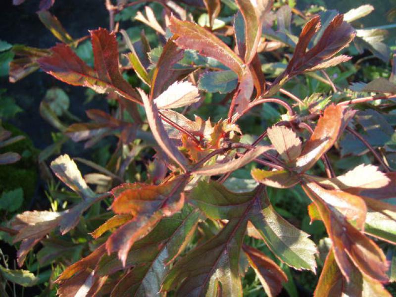 Herbstliches Laub des Crataegus pinnatifida Major
