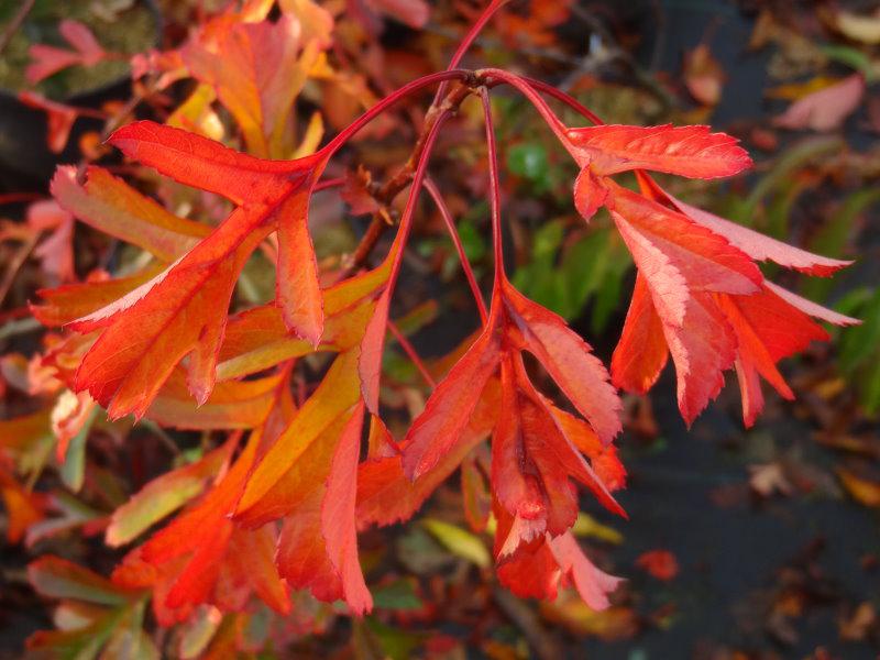 Crataegus pinnatifida Major: Attraktive rote Herbstfärbung