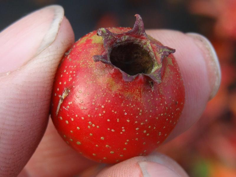 Eine Einzelfrucht von Crataegus pinnatifida Major