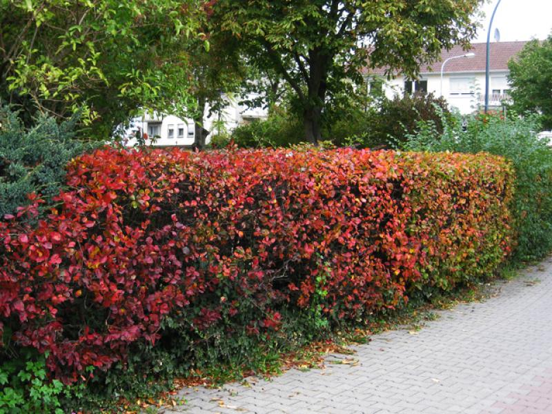 Crataegus prunifolia als Hecke mit herbstlichen Färbung