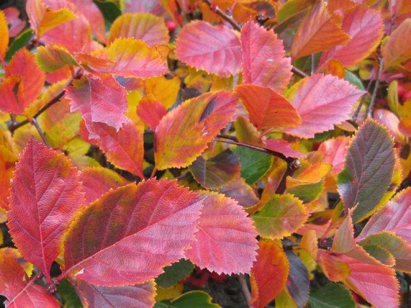 Farbenreiche Herbstfärbung des Pflaumenblättrigen Dorns