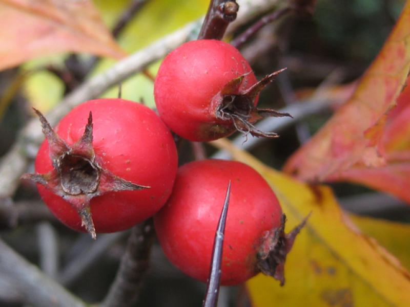 Crataegus prunifolia mit leuchtend roten Beeren