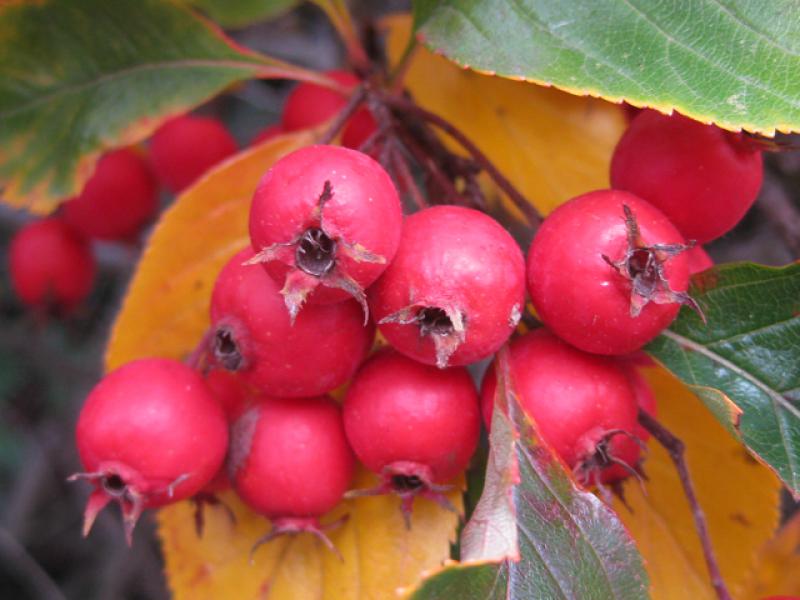 Roter Beerenschmuck des Pflaumenblättrigen Dorns im September/Oktober