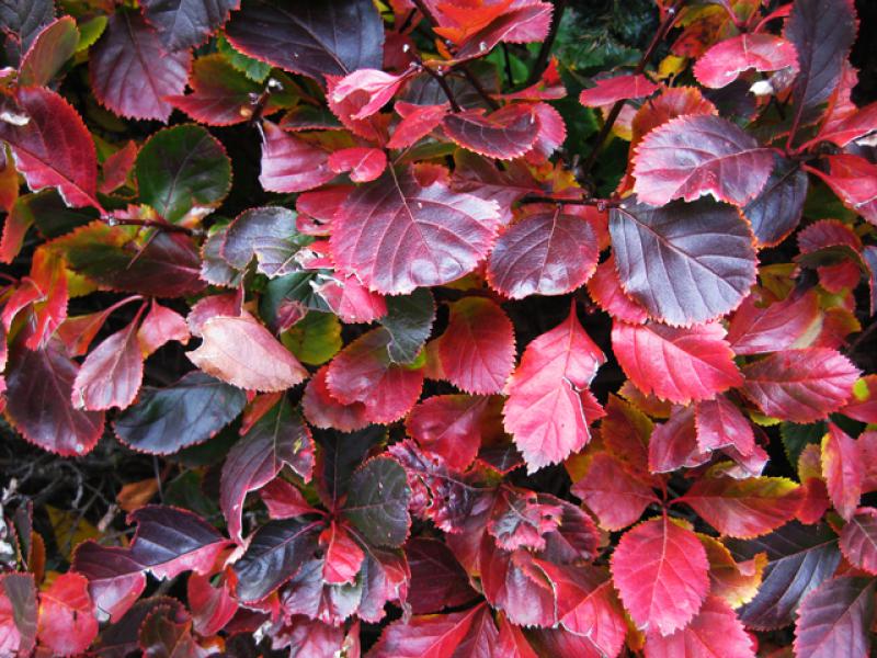 Herbstliche Rotfärbung bei Crataegus prunifolia