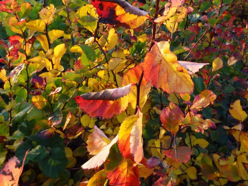 Herbstlaub von Crataegus prunifolia