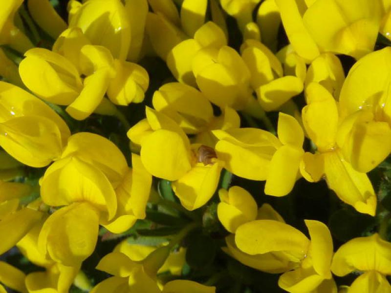 Nahaufnahme der gelben Blüten von Cytisus decumbens