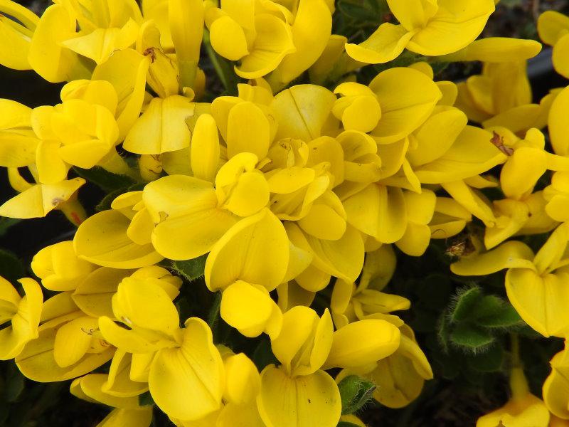 Gelbe Blütenpracht - der Kissenginster (Cytisus decumbens)