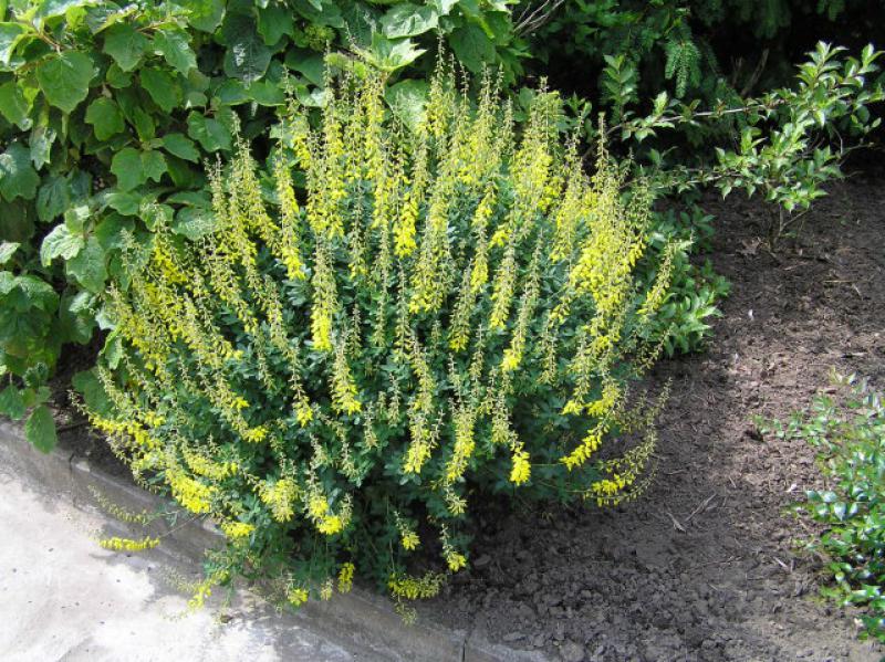 Svartginst (Cytisus nigricans Cyni)