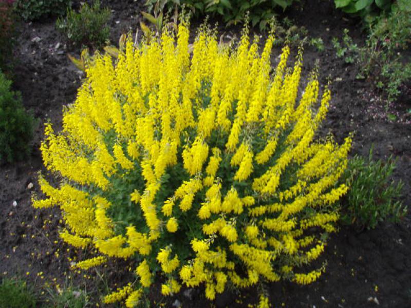 Cytisus nigricans Cyni in voller Blüte