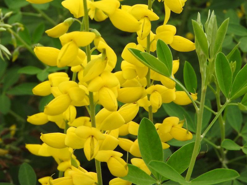 Cytisus nigricans Cyni