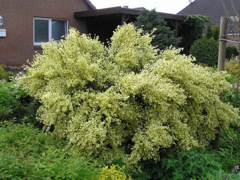 Cytisus praecox