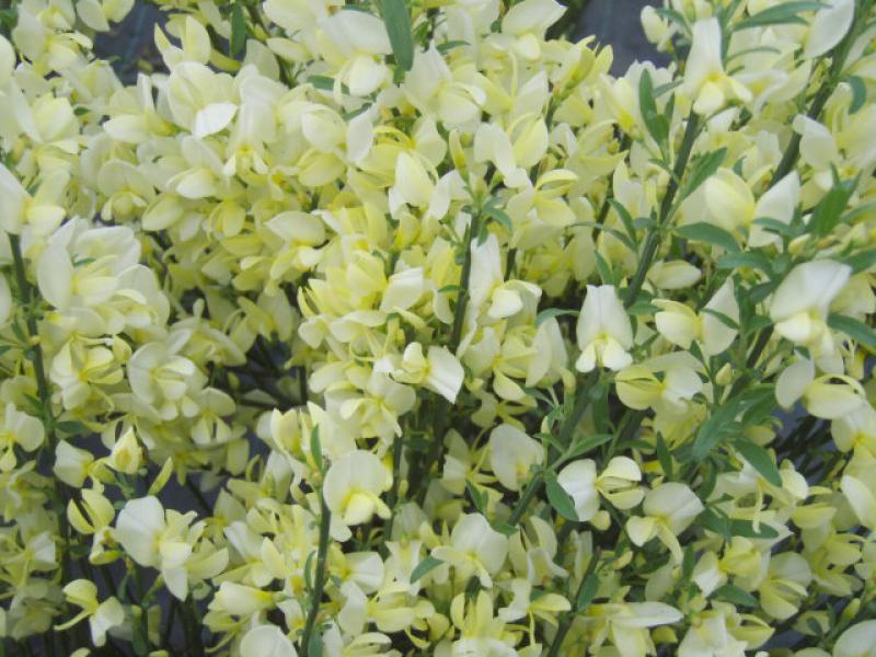 Cytisus praecox