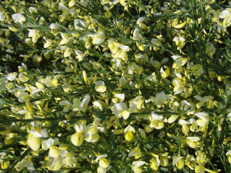 Cytisus praecox