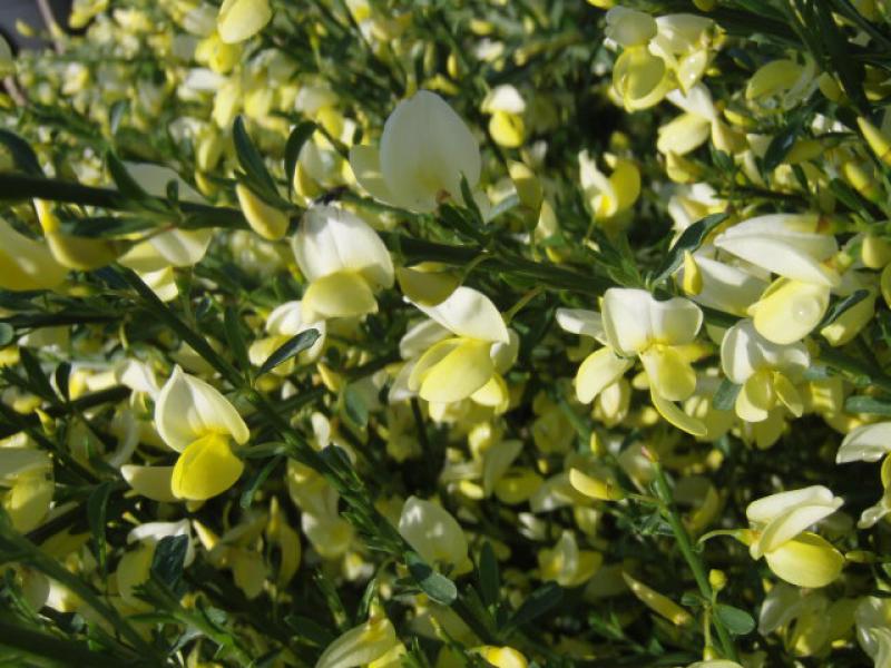 Cytisus praecox