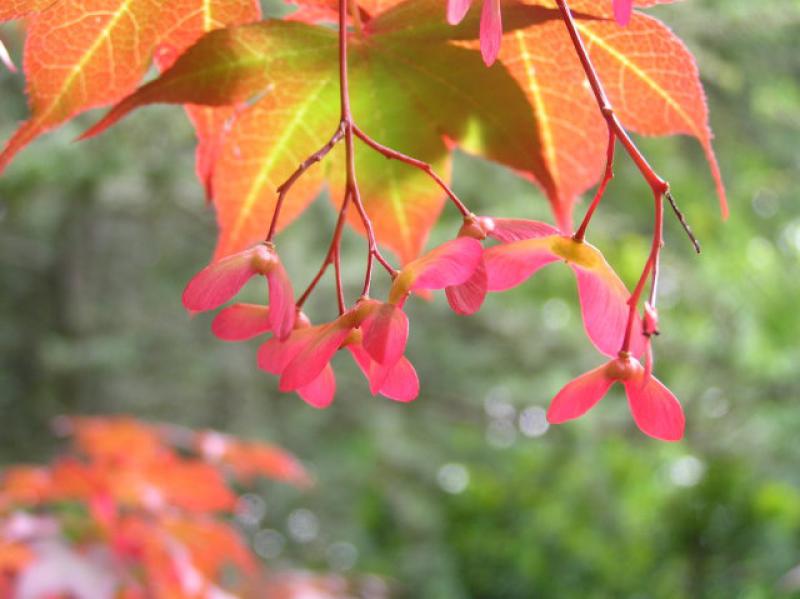 Herbstfärbung bei Acer palmatum Atropurpurea