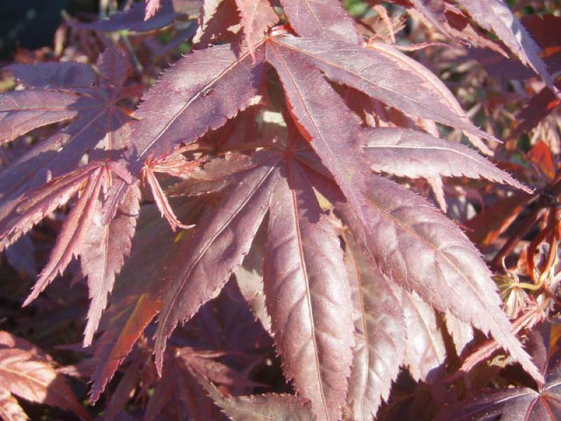 dunkelrotes Blatt von Acer palmatum Atropurpureum