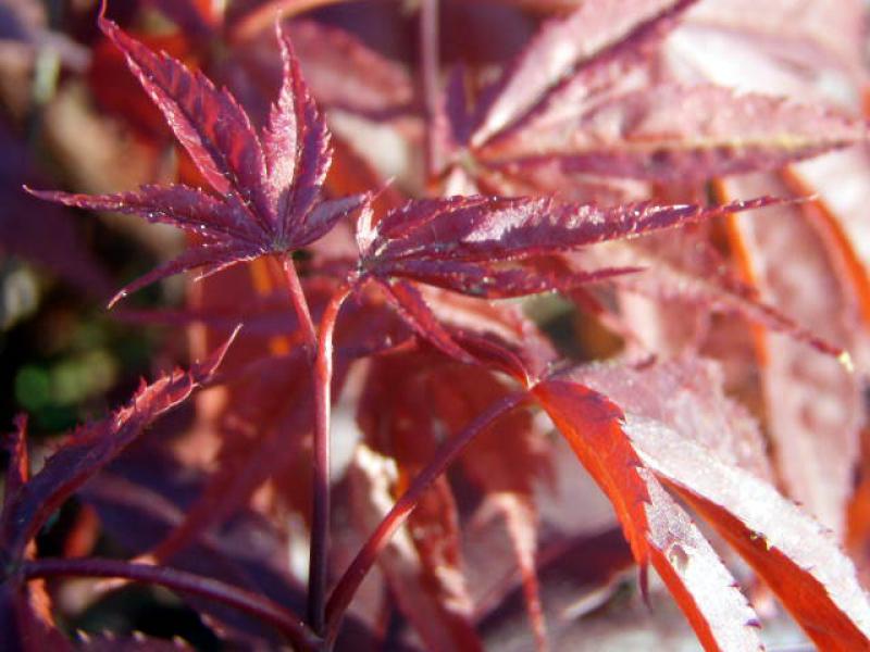 Schönes rotes Laub beim japanischen Fächerblattahorn