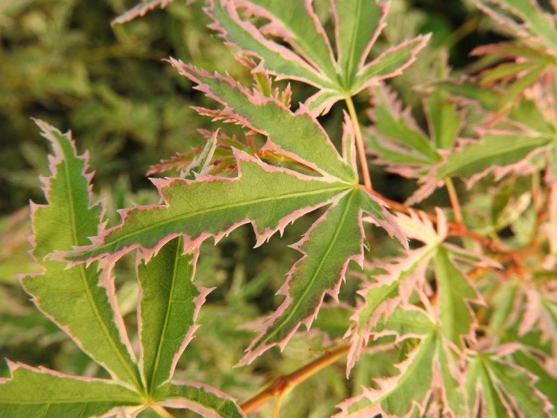 Acer palmatum Butterfly, Laub