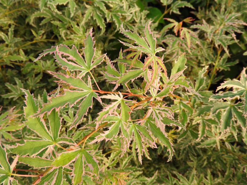 Das kontrastreiche Laub von Acer palmatum Butterfly